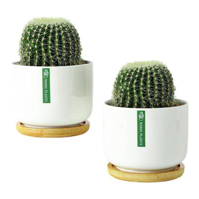 金冠仙人球仙人掌高端盆栽办公室内阳台懒人好养花卉绿植多肉植物