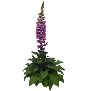 进口毛地黄种子 秋季春季播室内阳台盆栽易种 室外花园花草花种子