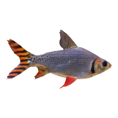 渔你有缘 飞凤观赏鱼苗直纹热带泰国鲫鱼双线金风银风鱼饲料