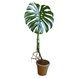 PHYSIS美好植物」大号开洞单杆龟背竹室内懒人网红盆栽ins北欧风