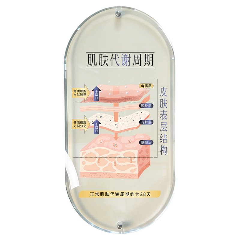 医美上墙美容院皮肤分层结构图全层抗衰模型展示牌水光中胚层挂墙美业紧致肌肤代谢周期面诊透明装饰画广告牌