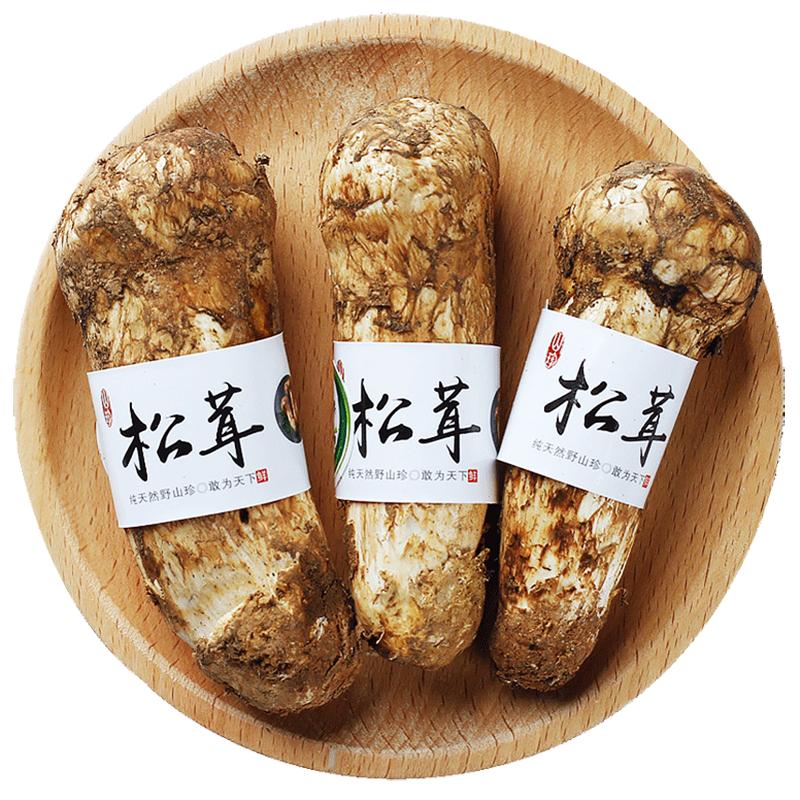 【現(xiàn)貨】新鮮松茸香格里拉未開傘雅江野生菌菇順豐冷鏈24h達(dá)禮盒