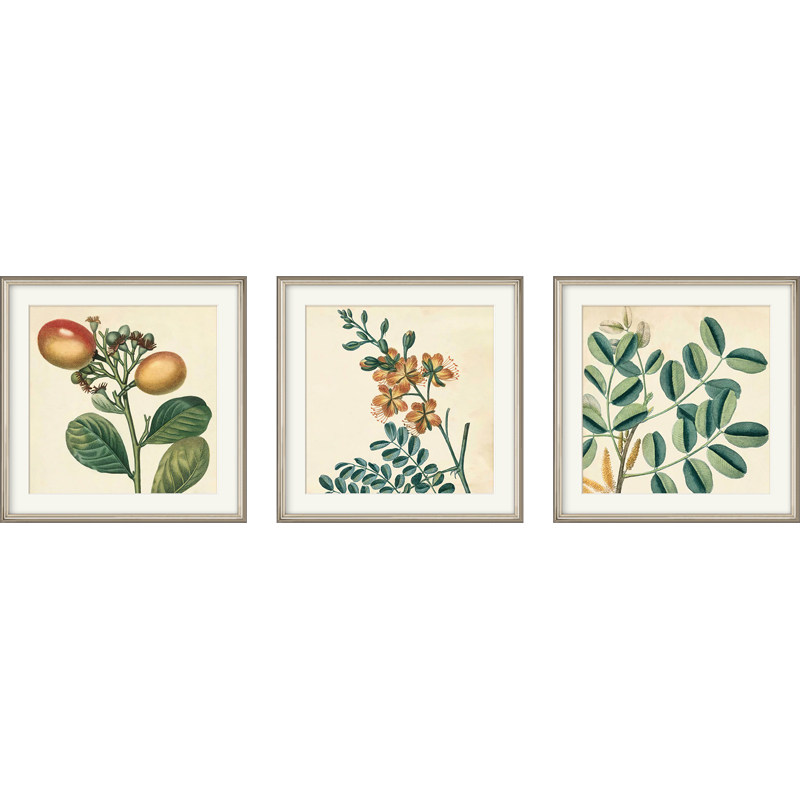 美式乡村现代植物装饰画