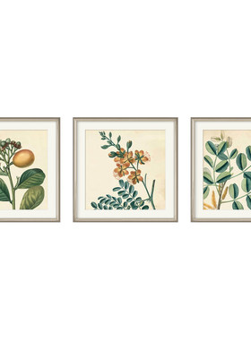 美式乡村现代植物装饰画