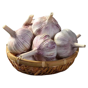 金乡大蒜干蒜5斤特大果山东本地农家紫白皮批发新蒜头包邮