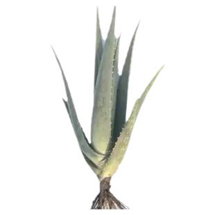 库拉索芦荟叶片美容院灌肤专用可敷脸美容芦荟新鲜可食用芦荟盆栽