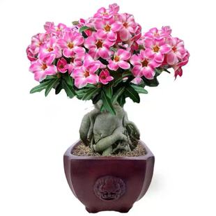 重瓣沙漠玫瑰花苗盆栽带花苞多肉植物老桩绿植盆景四季开花室外
