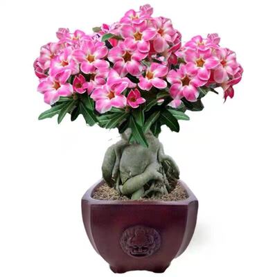 重瓣沙漠玫瑰带花苞|千人加购