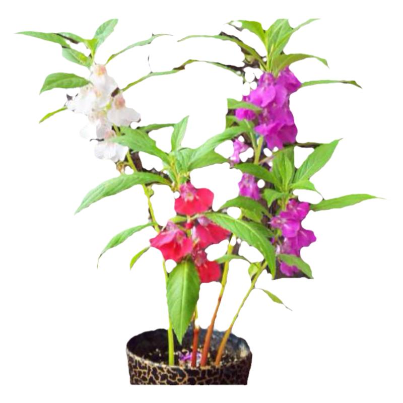 凤仙花种子阳台花盆播种花卉植物