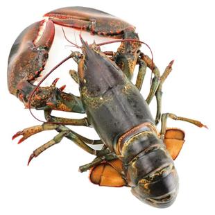 波士顿龙虾特大鲜活速冻波龙海鲜水产龙虾冰鲜冷冻大龙虾10斤包邮