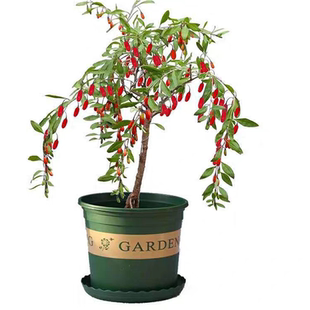 可食用大果枸杞苗盆栽地栽大叶红黑枸杞苗南方北方种植庭院果树苗