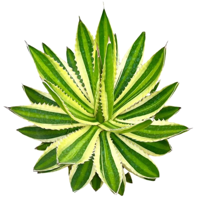 庭院耐低温又耐高温多肉五色万代