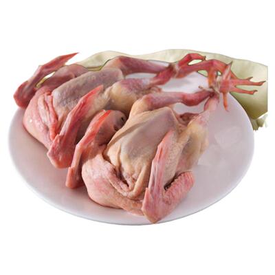 农家散养乳鸽新鲜宰杀