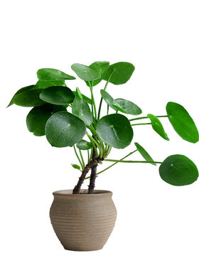 老桩镜面草室内ins网红观叶植物