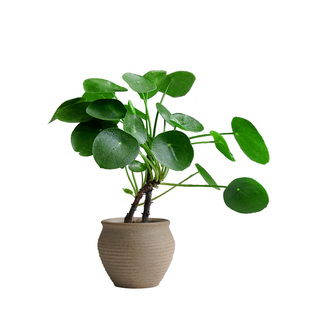 金叶子老桩镜面草常绿植物盆栽ins北欧网红室内外桌面四季好养