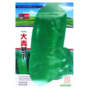 大青萝卜种子丰产大个菜农专用白萝卜籽红萝卜种籽四季播蔬菜种孑