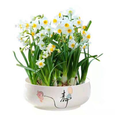简约陶瓷铜钱草碗莲水仙花盆