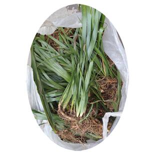 贵州草药石菖蒲中药材 增加文运石昌蒲绿植盆栽野菖蒲药菖蒲500克