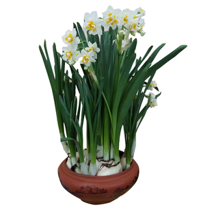 复瓣玉玲珑漳州水仙花种球水培花卉盆栽植物种子水仙花重瓣原产地