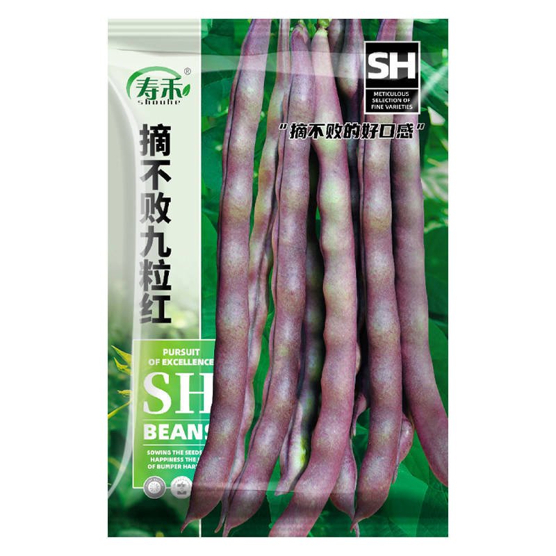 九粒红芸豆种子摘不败紫芸豆角八月秋豆角籽种高产无架四季豆菜籽