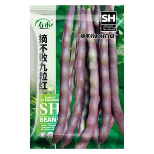 九粒红芸豆种子孑白不老豆角种籽高产四季豆摘不败老来少豇豆蔬菜