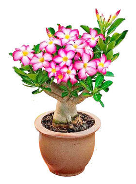 重瓣沙漠玫瑰盆栽带花苞四季老桩室内花卉沙漠玫瑰花苗大植物免邮