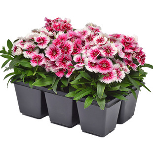 绿园花开 五彩石竹种子混色花种子四季阳台种花盆栽花卉易种花籽