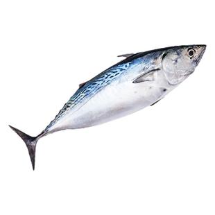 舟山人工海钓鲣鱼深海白纹金枪鱼炮弹鱼冷冻洋光鱼蓝旗 整条2-3斤