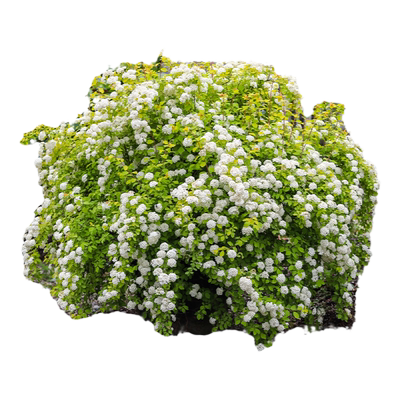 海妈家耐寒花灌木北方露天过冬