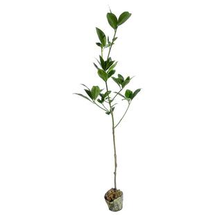 广西八角树苗嫁接东荣八角罗马八角树苗阳台盆栽庭院种植矮化高产