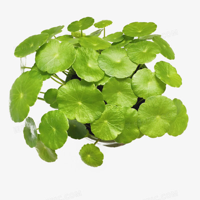 新鲜铜钱草西餐摆盘装饰点缀花草