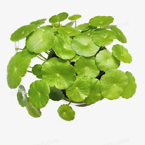 新鲜铜钱草旱金莲叶金钱草西餐摆盘烘培日料蛋糕装饰点缀花草50片