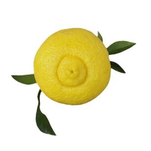 怀化洪江黄金贡柚春香桔柚象山青新鲜甜柚湖南雪峰山10斤大果礼盒