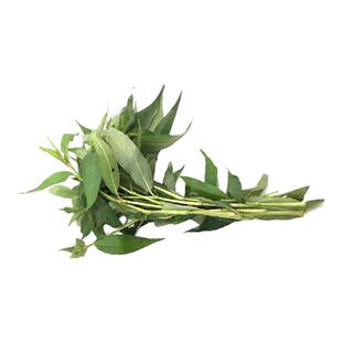 新鲜叻沙叶250g 拉沙叶laksa leaf 东南亚香料叻沙面云南香柳香菜