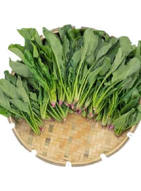 东升农场供港菠菜苗宁夏菜
