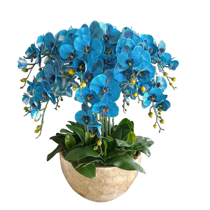 和家胶花室内蝴蝶兰花盆
