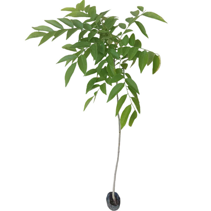 海南黄花梨树苗降香黄檀名贵苗木