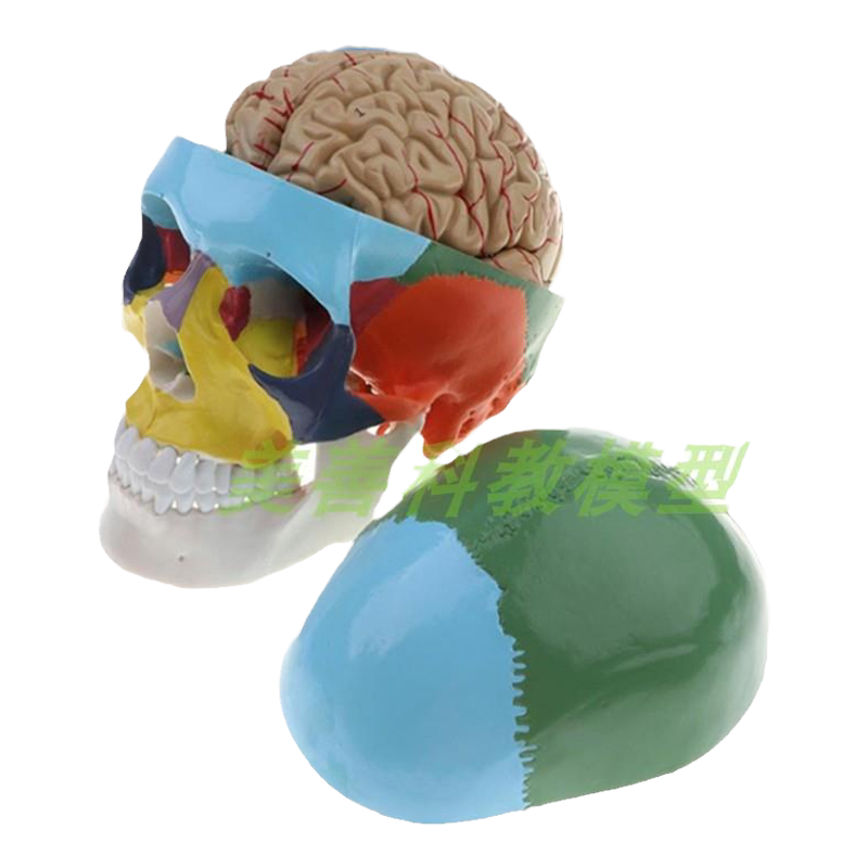 美善模型头骨颅骨骨骼教学