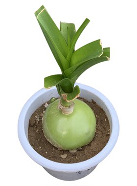 虎眼万年青中草药可食用