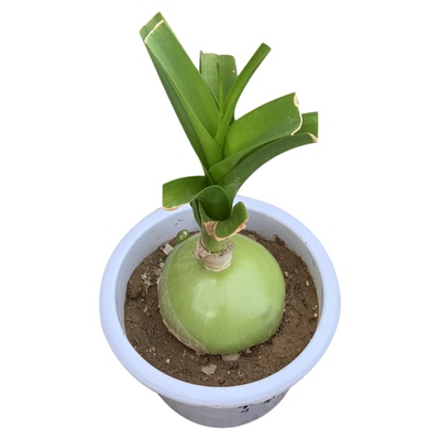 虎眼万年青中草药可食用