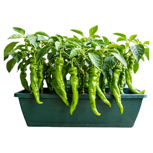 辣椒苗樟树港秧苗四季小米辣螺丝椒七彩薄皮朝天椒苗菜园盆栽蔬菜