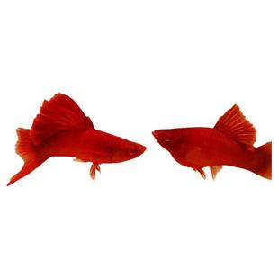 高鳍红箭鱼红剑鱼活体热带鱼小型观赏鱼淡水鱼高帆菊花帆刀工练手