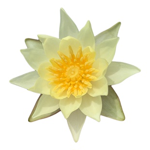 微型睡莲海尔芙拉带花苞小海小型迷你水培花卉种子根茎苗四季室内