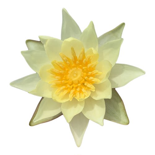 微型睡莲海尔芙拉带花苞小海小型迷你水培花卉种子根茎苗四季室内