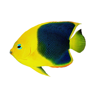 石美人蓝闪电黄新娘虎纹白点黑尾黑仙黄尾珠仙海水观赏鱼神仙检疫