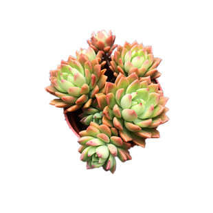 马库斯 大株清棚群生新手好养易活老桩多肉植物组合室内阳台萌物