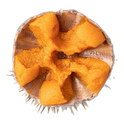 2只1份 约5两 北京闪送 鲜活海胆黄金胆大连海鲜水产即食刺身现货