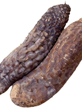 肉苁蓉沙漠人参新疆和田大芸泡酒