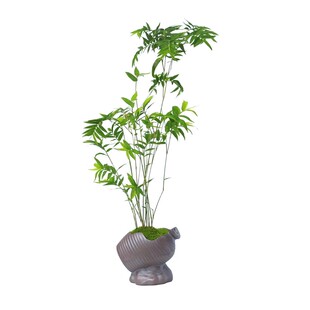 米竹植物凤尾竹子盆栽苔藓新中式懒人小盆景办公桌茶桌面室内绿植