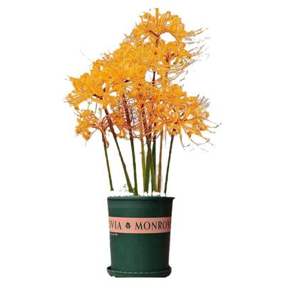 绿植盆栽彼岸花种子彼岸花球石蒜花曼珠沙华室内四季种植耐寒花卉